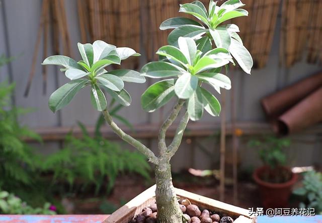 沙漠玫瑰有毒吗（沙漠玫瑰的养殖方法和注意事项）