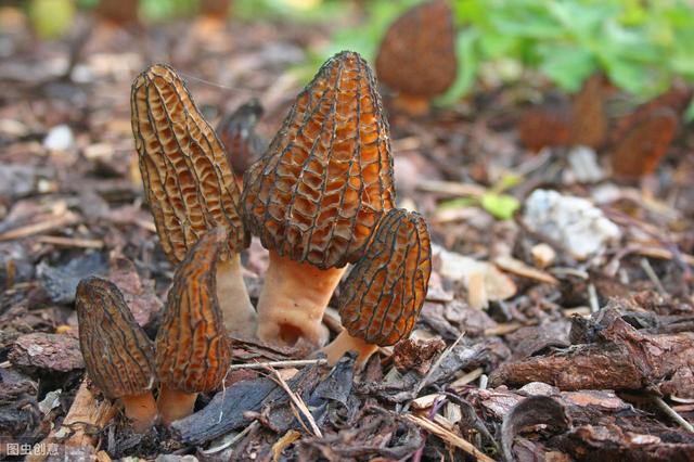 羊肚菌的价格是多少钱一斤？2020羊肚菌价格表