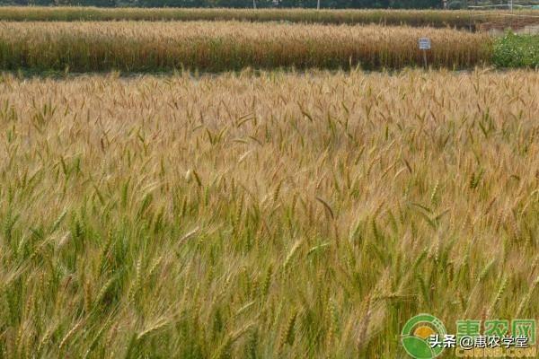 寒露是什么意思(寒露节气的含义是什么)