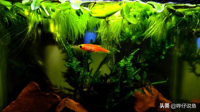 斑马鱼怎么养（斑马鱼适合裸缸养吗）