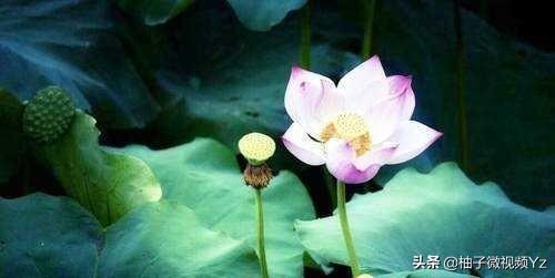 大智若愚是什么意思？大智若愚的女人很可怕！