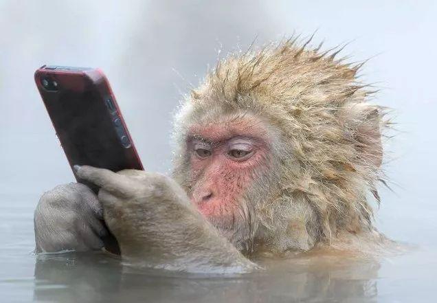 北川维斯特农业观光园好玩吗?休闲旅游酒店!