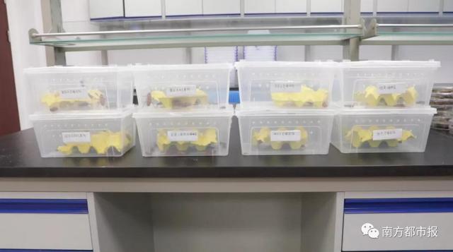 蟑螂药哪种最好用(家里放十大蟑螂药品牌)