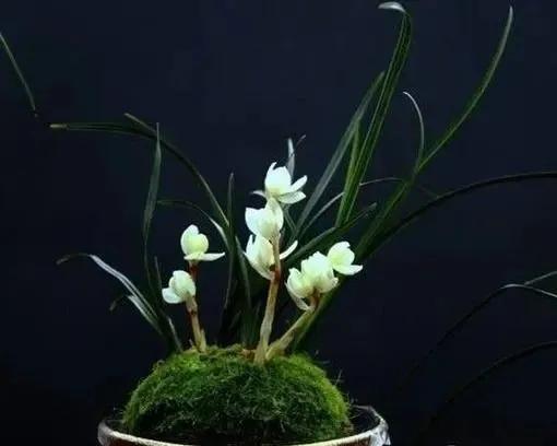 名贵花草排名(名贵花卉图片名称大全)