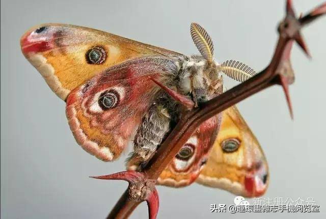 蟋蟀是益虫还是害虫（蟋蟀进屋是什么征兆）