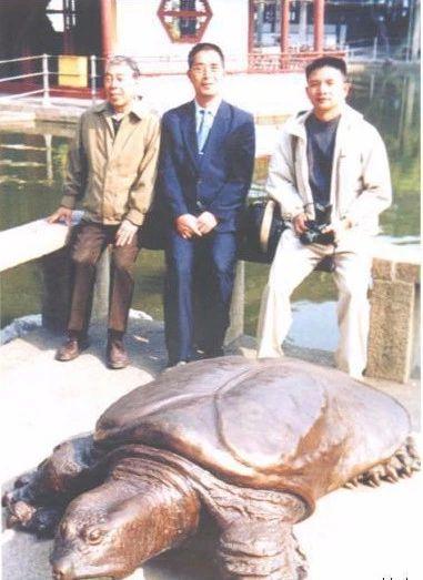 中华斑鳖灭绝了吗?中华斑鳖多少钱一只