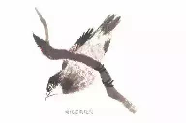 分步骤详解，写意翎毛基本画法，从结构到姿态，跟着学有大收获