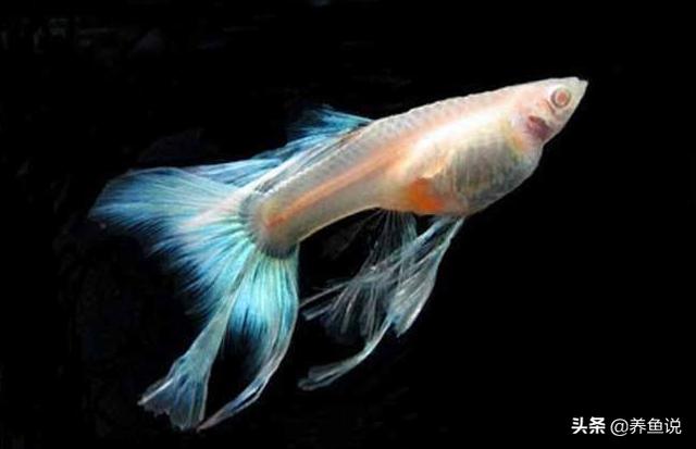 孔雀鱼怎么养不容易死（孔雀鱼养不死的秘密）