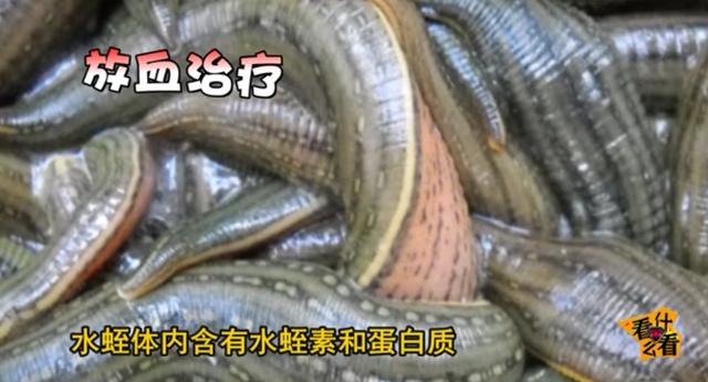 水蛭怎么吃?水蛭的功效与作用!