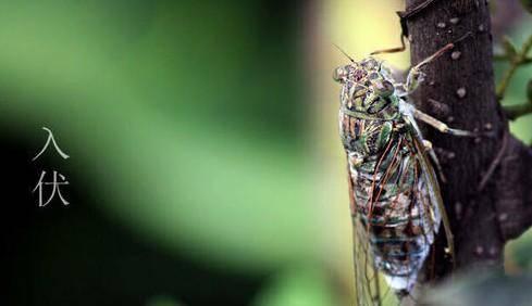 三伏天从什么时候开始（为什么三伏天有30-40天）