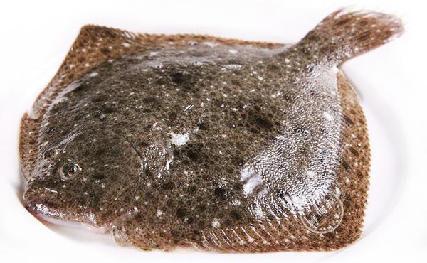 多宝鱼是海鱼还是淡水鱼 多宝鱼怎么***