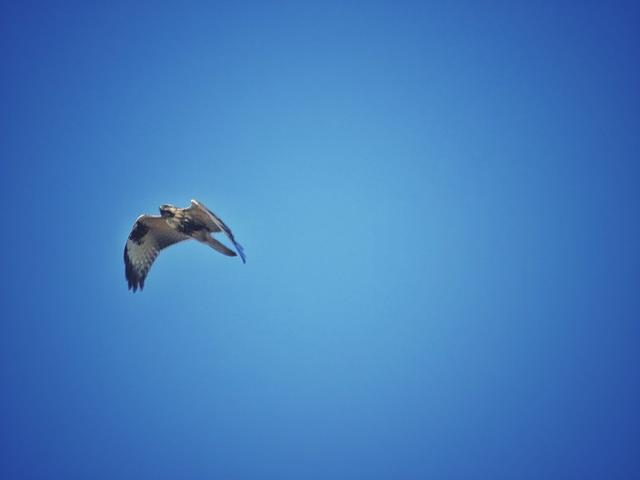 崇明岛有什么好玩的（崇明一日游旅游攻略）