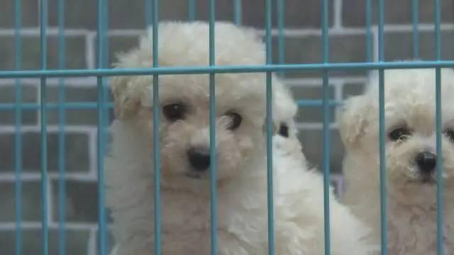 老王搞事情，为拍片砸烂朋友店的招牌！