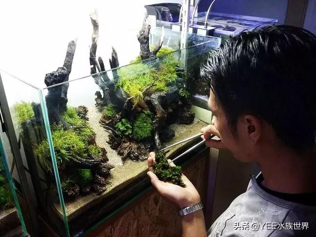 硝化细菌怎么用，直接放水里吗？