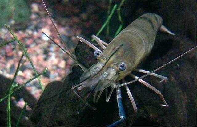 河虾怎么养才不会死(河虾养殖条件)