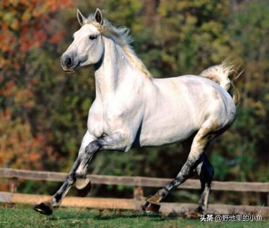 汗血宝马多少钱一匹（一匹成年汗血宝马价格是多少）