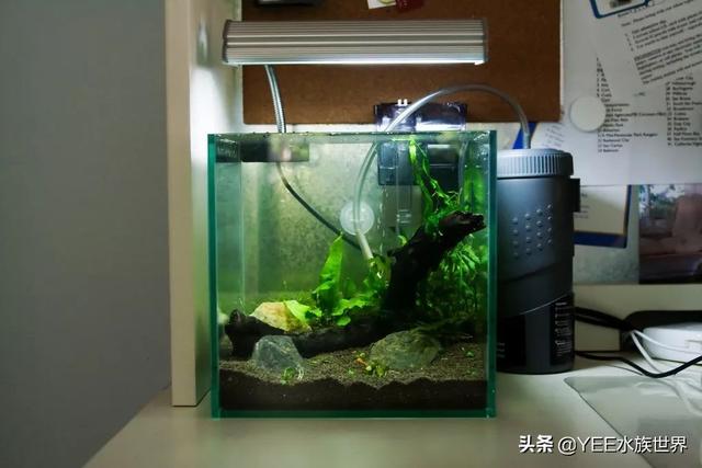 硝化细菌怎么用，直接放水里吗？