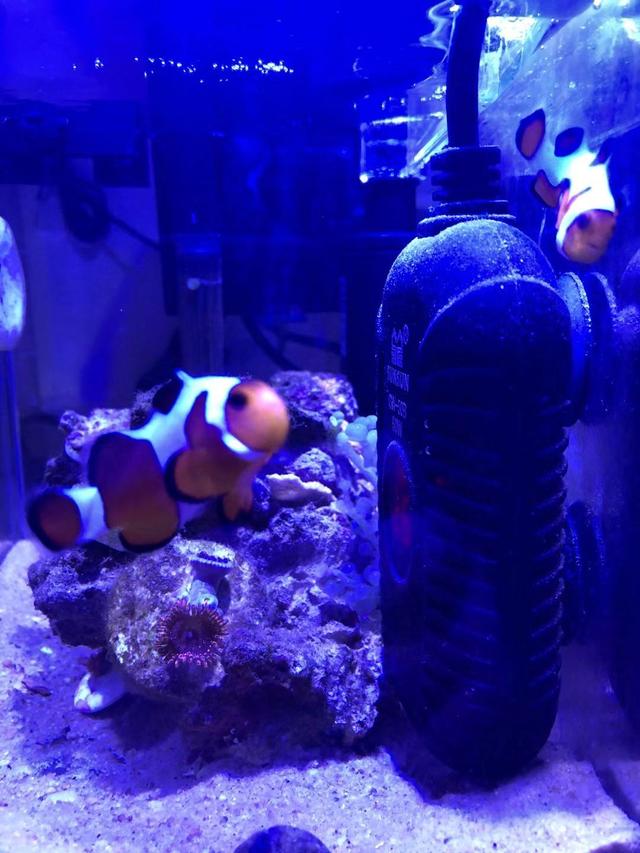 小丑鱼怎么养（新手最简单养小丑鱼的方法）