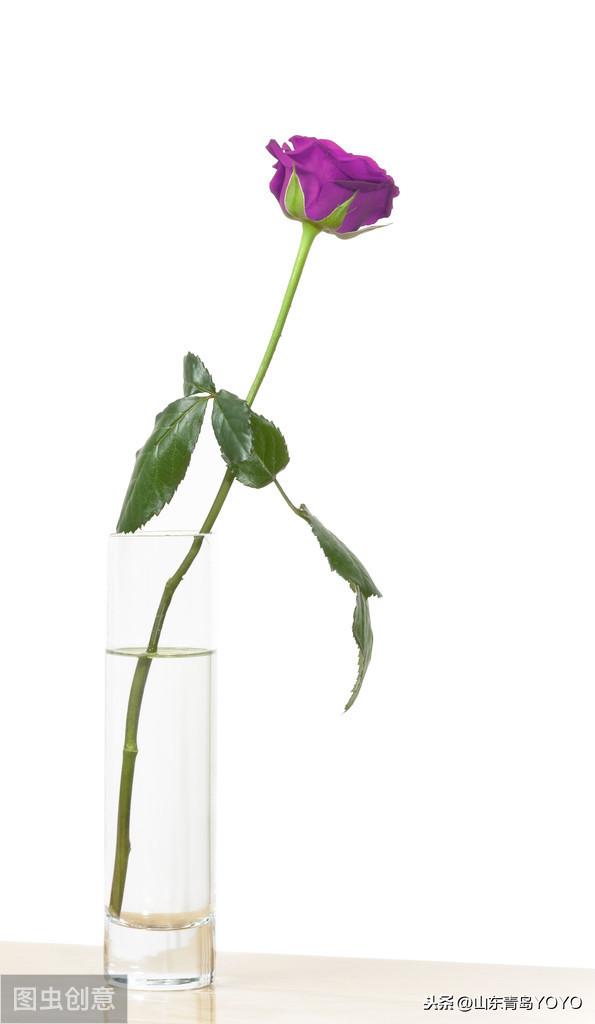 蓝玫瑰花语是什么(送蓝玫瑰代表这个寓意)