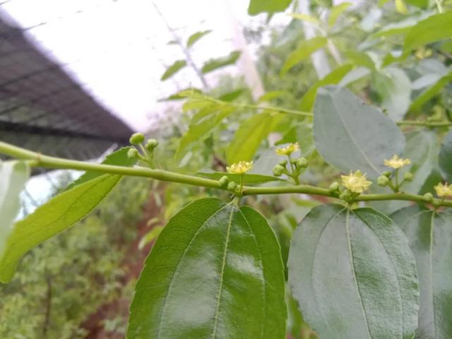 大荔冬枣几月份成熟（大荔冬枣功效与作用）