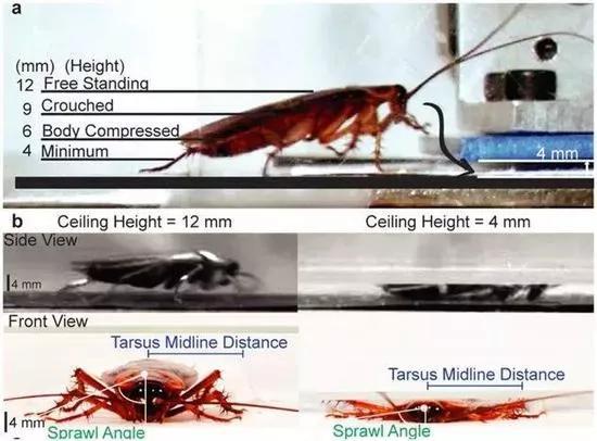 蟑螂药哪种最好用(家里放十大蟑螂药品牌)