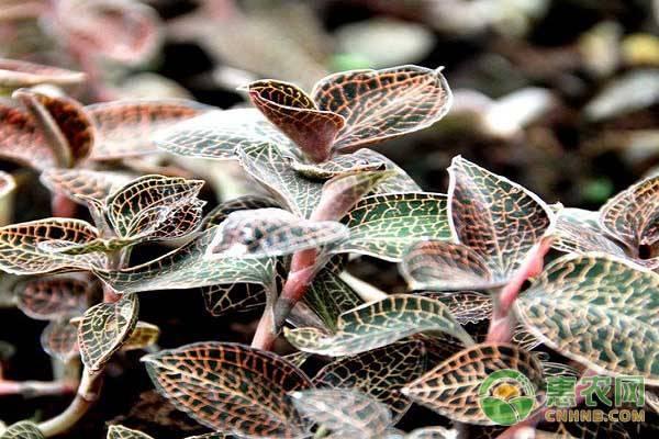 野生金线莲多少钱一斤(野生金线莲生长在什么地方)