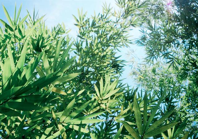 《严郑公宅同咏竹》唐 杜甫