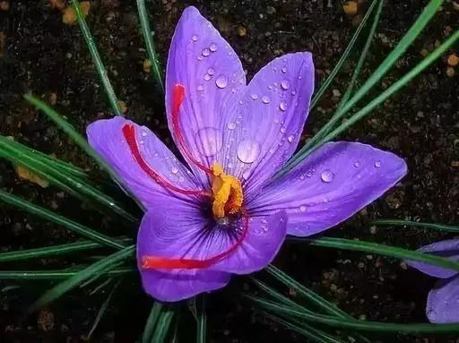 名贵花草排名(名贵花卉图片名称大全)