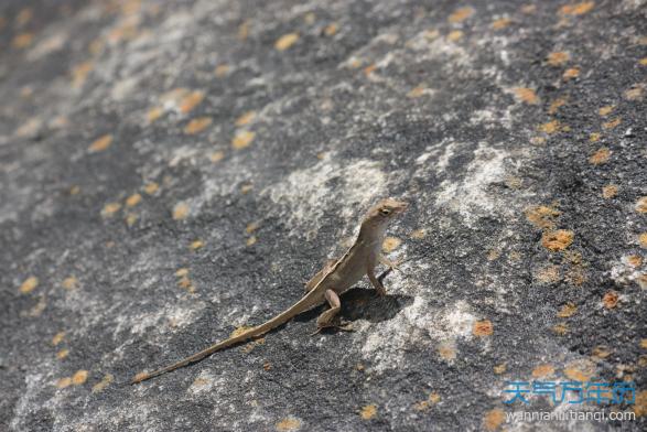 五毒是哪五毒？五毒之首哪个排第一