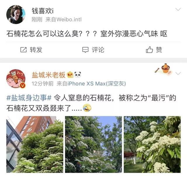 石楠的味道（石楠花的味道像什么）