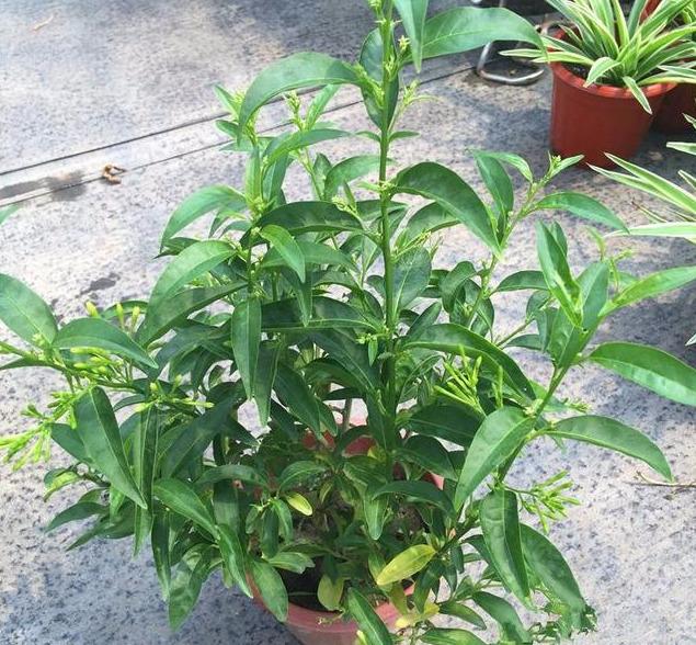 夜来香的养殖方法和注意事项 这样养才会开！