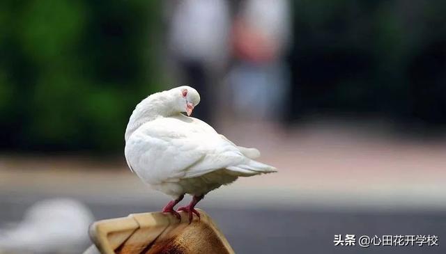 放鸽子是什么意思（被放鸽子的由来）