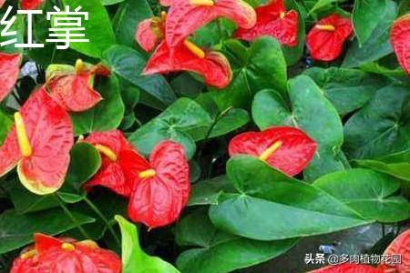 火鹤花怎么养（家庭养殖注意事项）