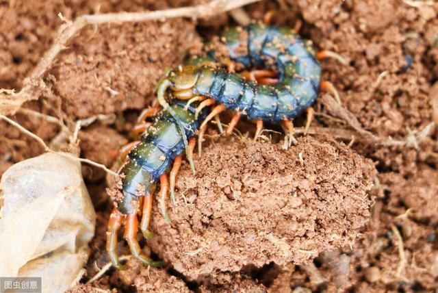 被蜈蚣咬了怎么办(蜈蚣咬了不治疗有事吗)