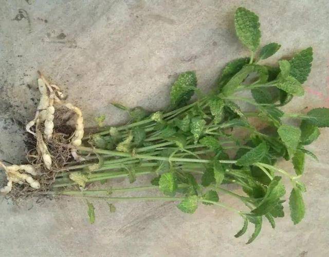 野菜有哪些常见品种(农村100种野菜图片)