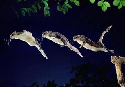 陕西天坑群发现飞鼠，一跳可飞百米远，原来它就是传说中的寒号鸟