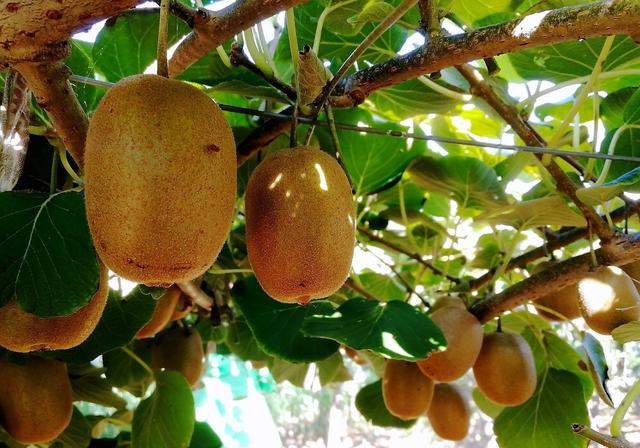 猕猴桃根的功效与作用(猕猴桃根的禁忌)