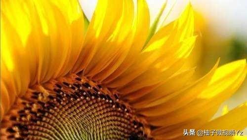 大智若愚是什么意思？大智若愚的女人很可怕！