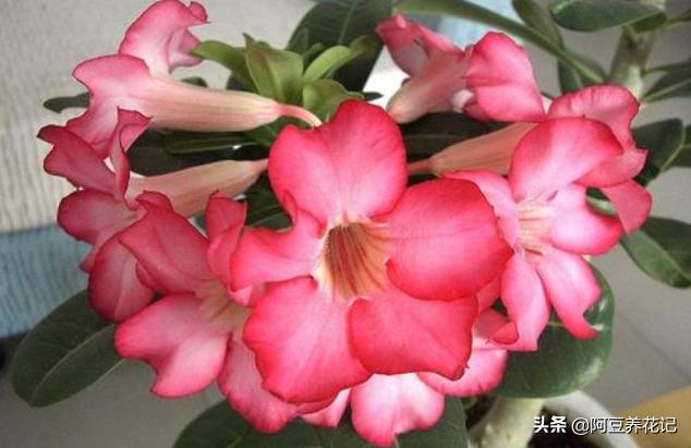 沙漠玫瑰有毒吗（沙漠玫瑰的养殖方法和注意事项）