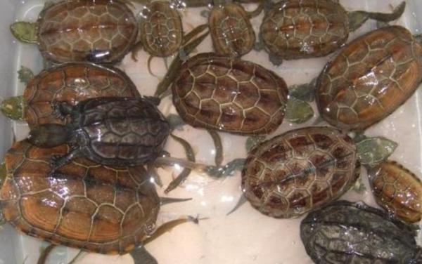 草龟吃什么食物(草龟干养还是水养好)