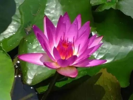 名贵花草排名(名贵花卉图片名称大全)