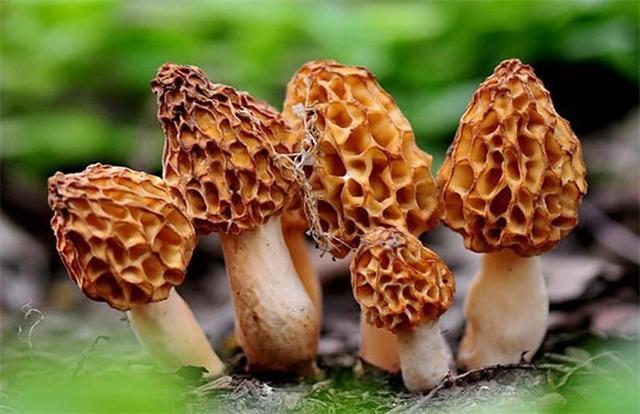 羊肚菌多少钱一斤(羊肚菌目前价格)