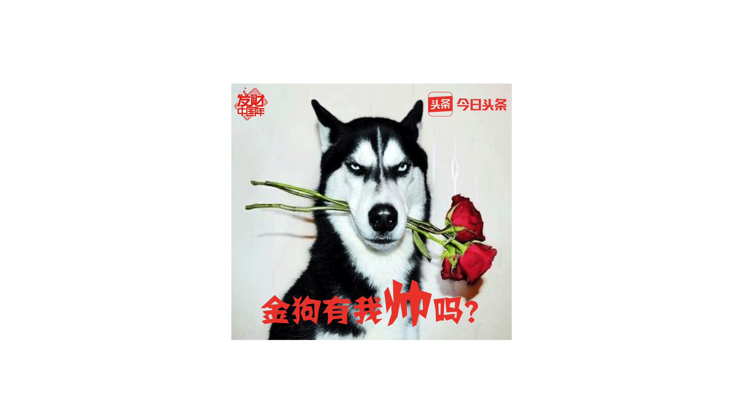 阿发狗是什么（人机大战阿法狗智能写作）