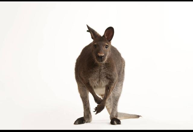 树懒考拉谁能睡(考拉和树懒谁更懒)