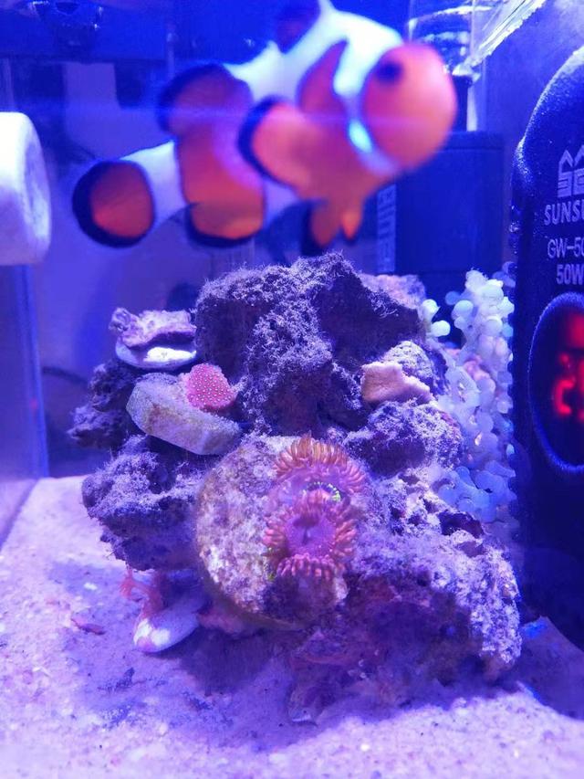 小丑鱼怎么养（新手最简单养小丑鱼的方法）