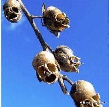 大智若愚是什么意思？大智若愚的女人很可怕！