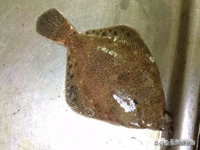 世界上10大名贵海鱼 第9种曾为四大海产之首