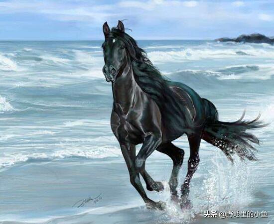 汗血宝马多少钱一匹（一匹成年汗血宝马价格是多少）