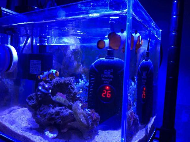 小丑鱼怎么养（新手最简单养小丑鱼的方法）