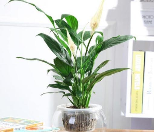 一帆风顺水培养殖方法（水培一帆风顺营养液有哪些）